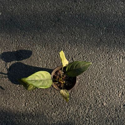 Anthurium Plant (Flamingo Flower)