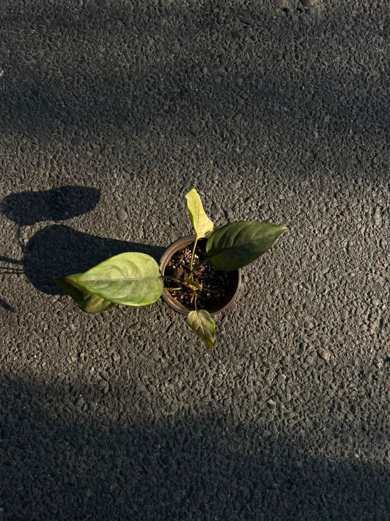 Anthurium Plant (Flamingo Flower)