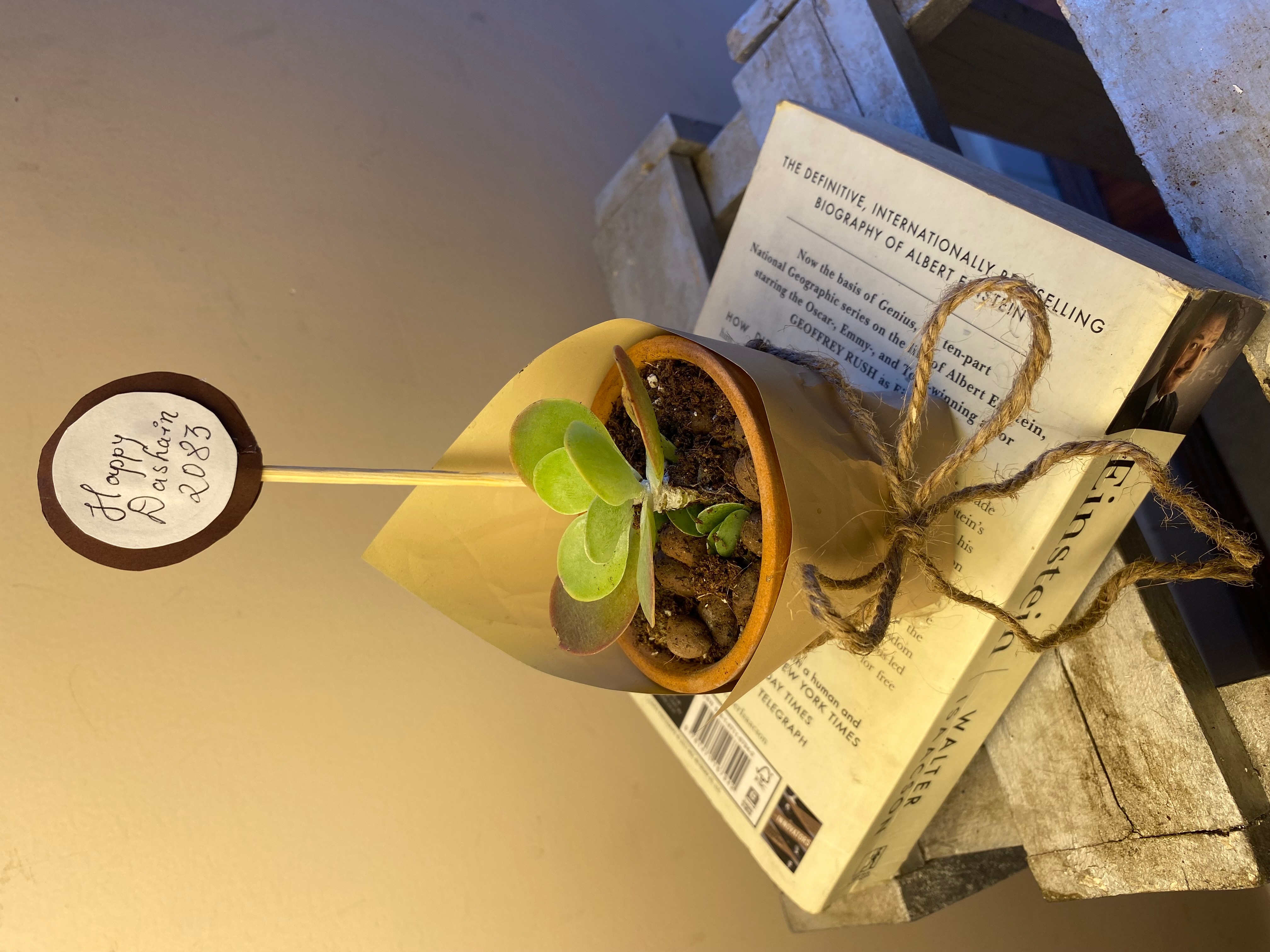 A thoughtful and charming gift for plant lovers, this low-maintenance indoor plant is perfect for birthdays, appreciation gifts, office desks, and small celebrations.