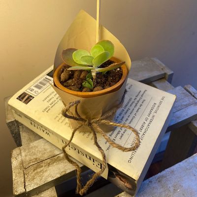 Tiny Nature Gift