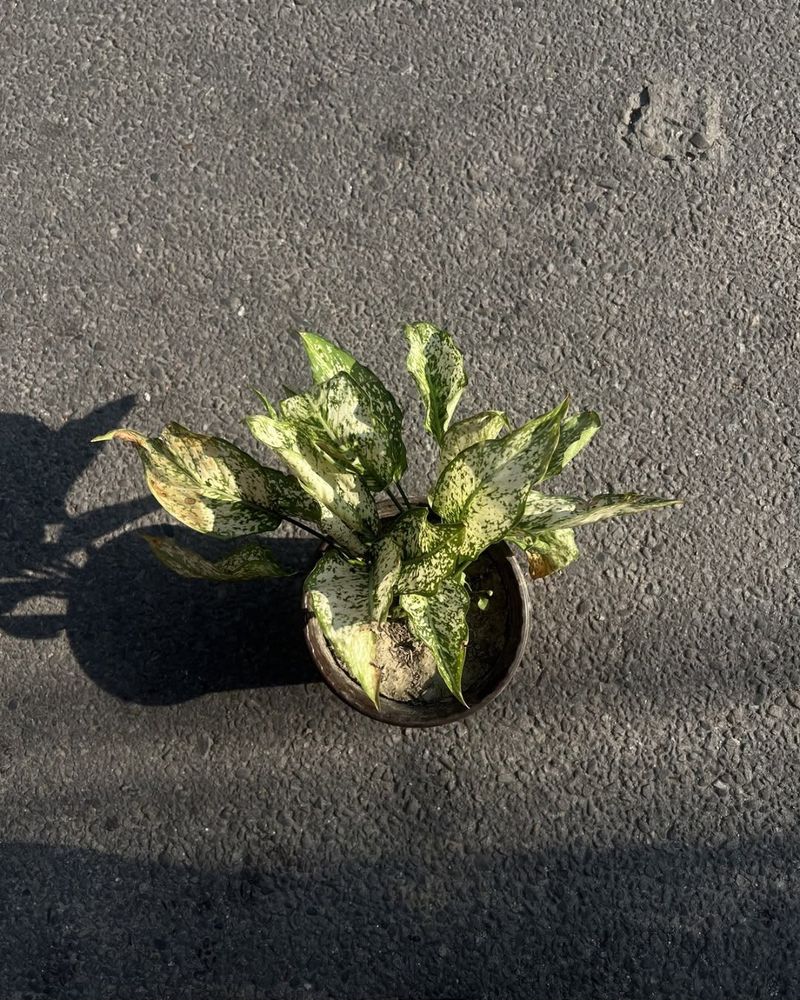 Chinese Evergreen Aglaonema 'Silver Bay'