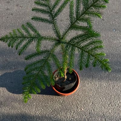 Norfolk Island Pine (Araucaria heterophylla)