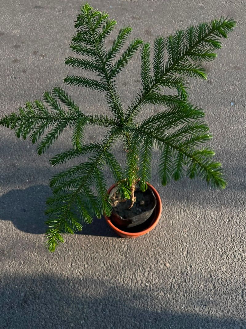 Norfolk Island Pine (Araucaria heterophylla)