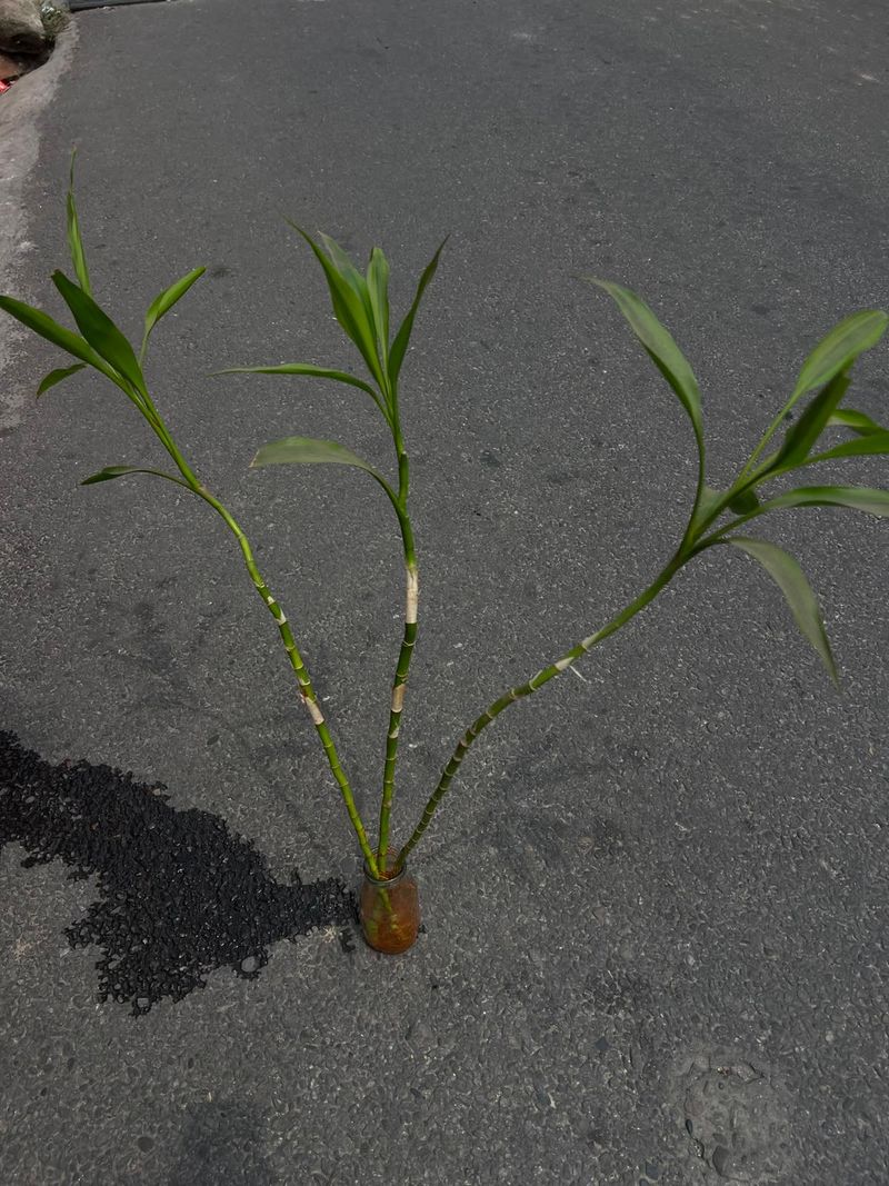 Big Lucky Bamboo 