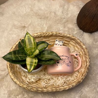 Fresh Desk Gift Set