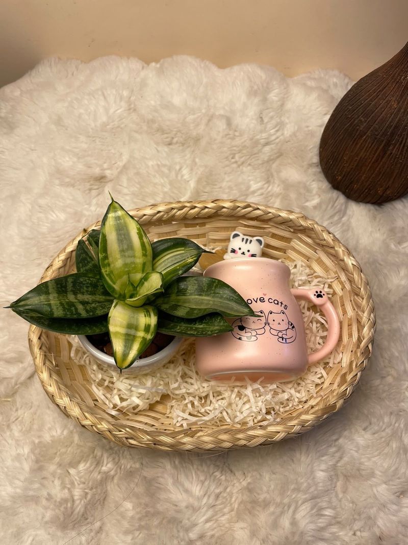 Fresh Desk Gift Set