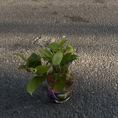 Epipremnum aureum (Golden Pothos)
