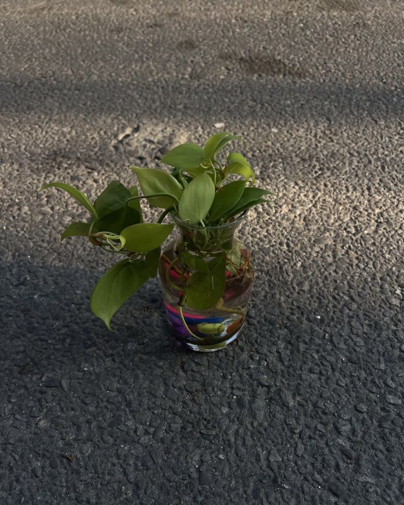 Epipremnum aureum (Golden Pothos)