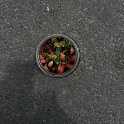 Glass Jar- Terrarium Plant(Nerve Plant (Mosaic Plant)