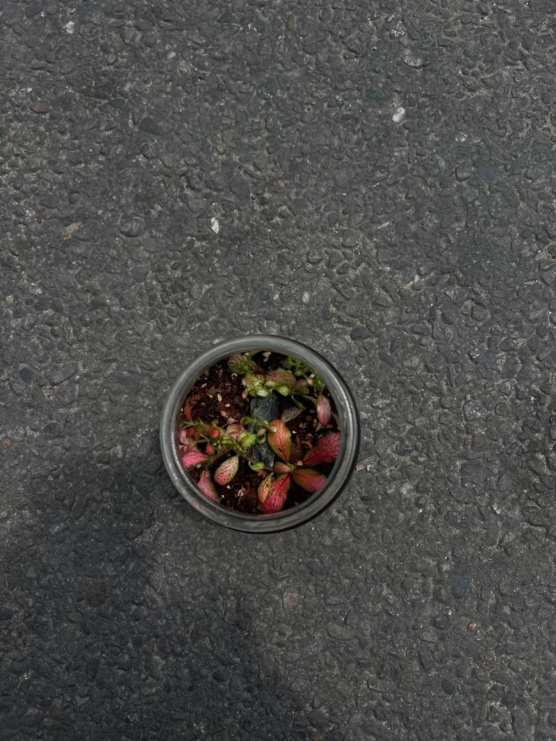 Glass Jar- Terrarium Plant(Nerve Plant (Mosaic Plant)