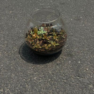 Glass Bowl Terrarium Plant