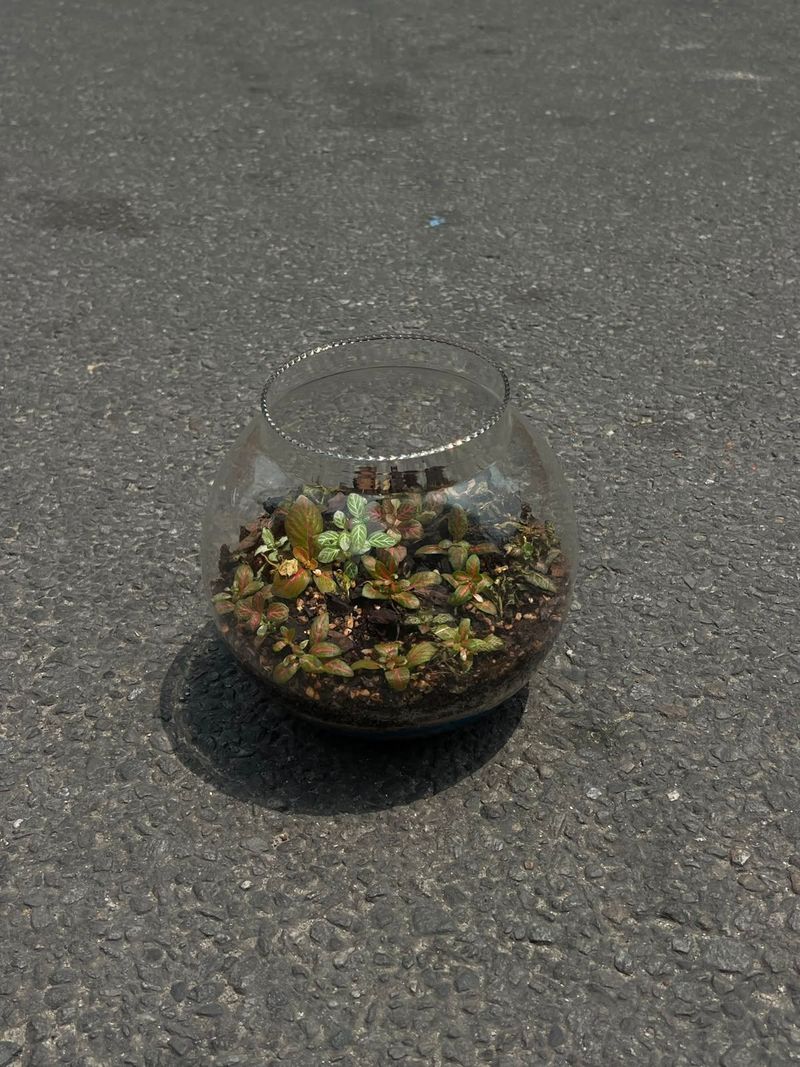 Glass Bowl Terrarium Plant