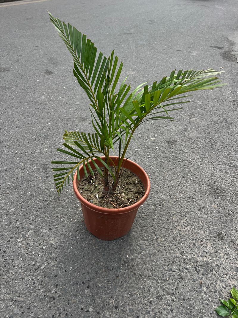 Areca Palm (Dypsis lutescens)