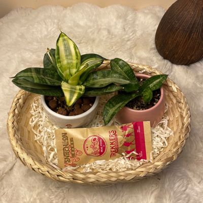 Green Energy Gift Set