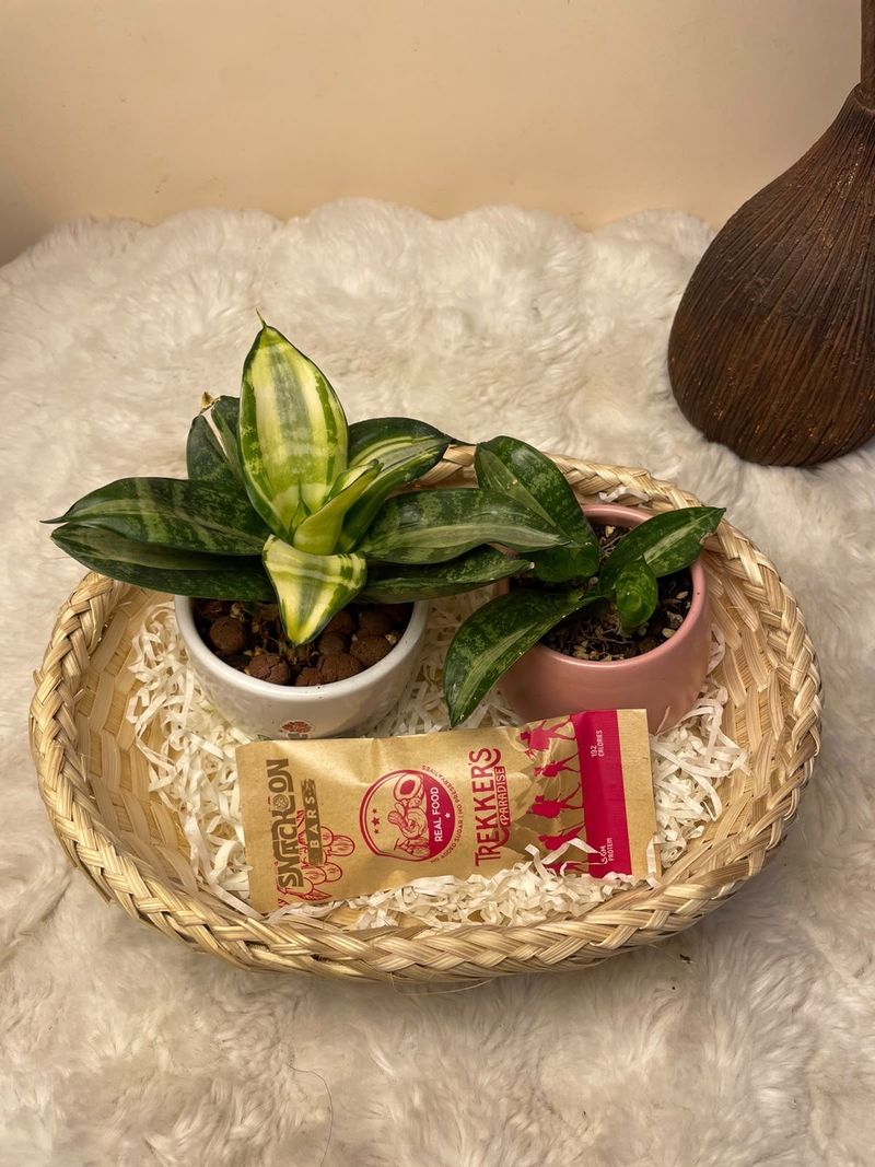 Green Energy Gift Set