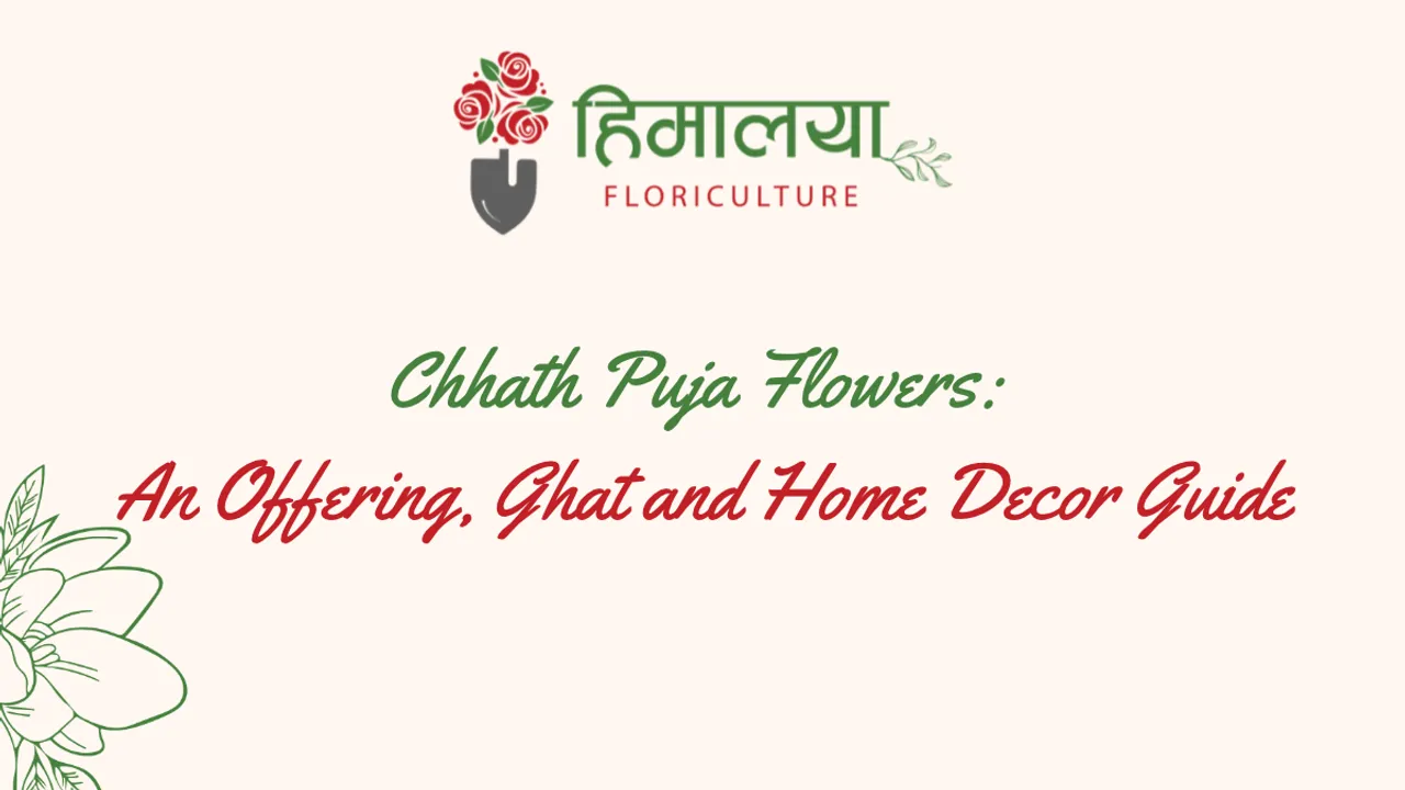 Chhath Puja Flowers An Offering, Ghat and Home Decor Guide.png