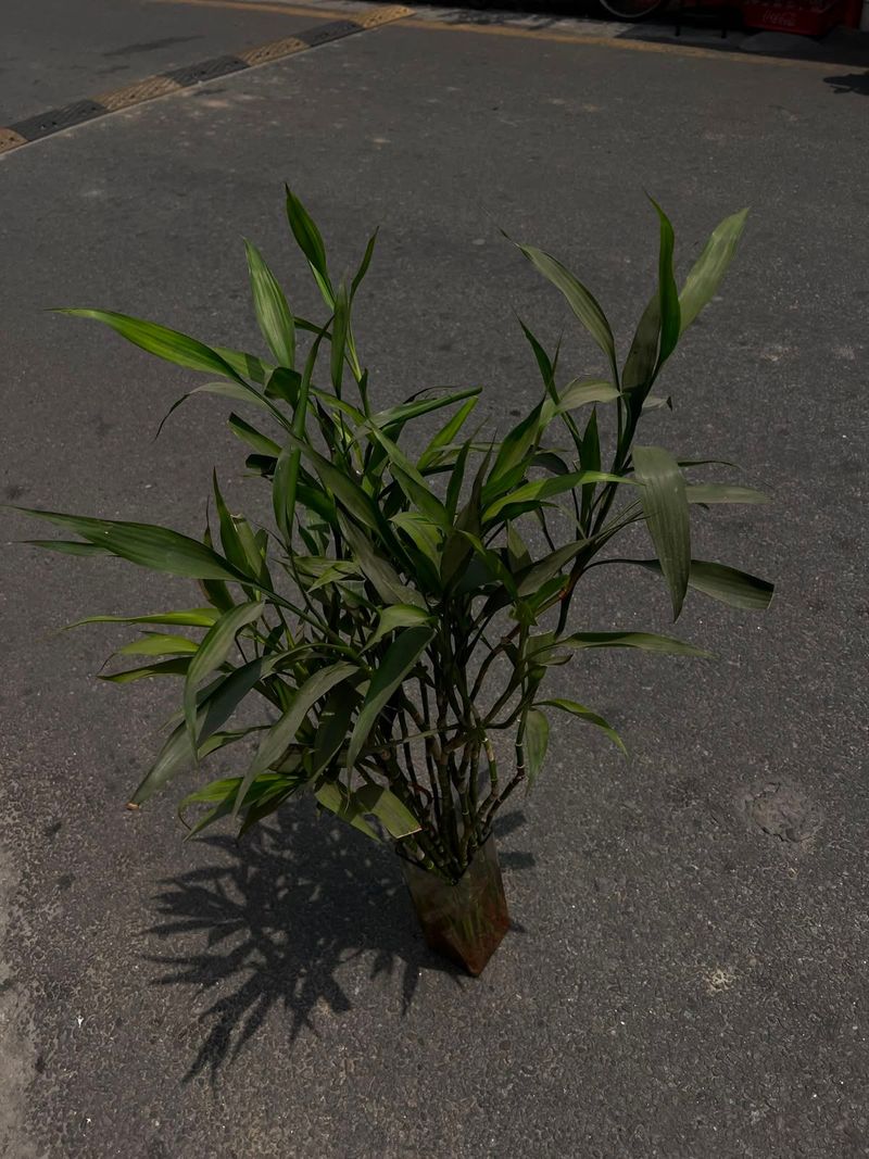 Lucky Bamboo (Dracaena sanderiana)
