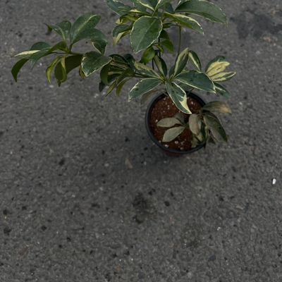 🌿 Dwarf Umbrella Tree (Schefflera arboricola)