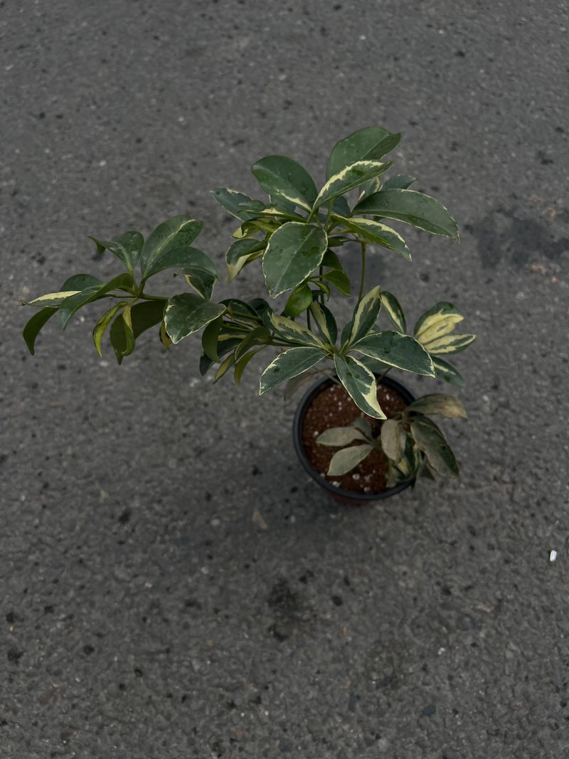 🌿 Dwarf Umbrella Tree (Schefflera arboricola)