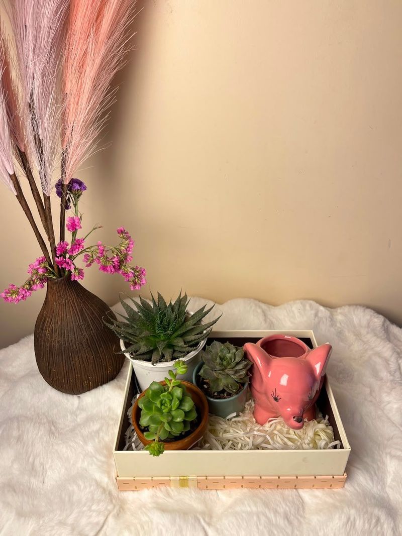 🌿 Green Harmony Plant Combo