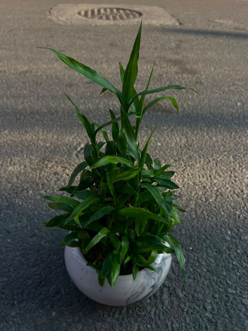 5 Layer Lucky Bamboo (Lucky Bamboo)