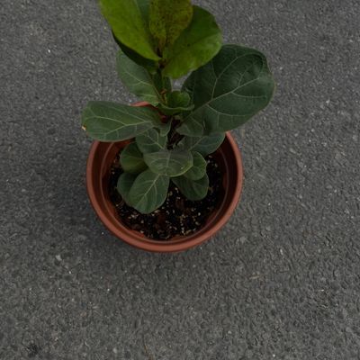 🌿 Fiddle Plant (Fiddle Leaf Fig)