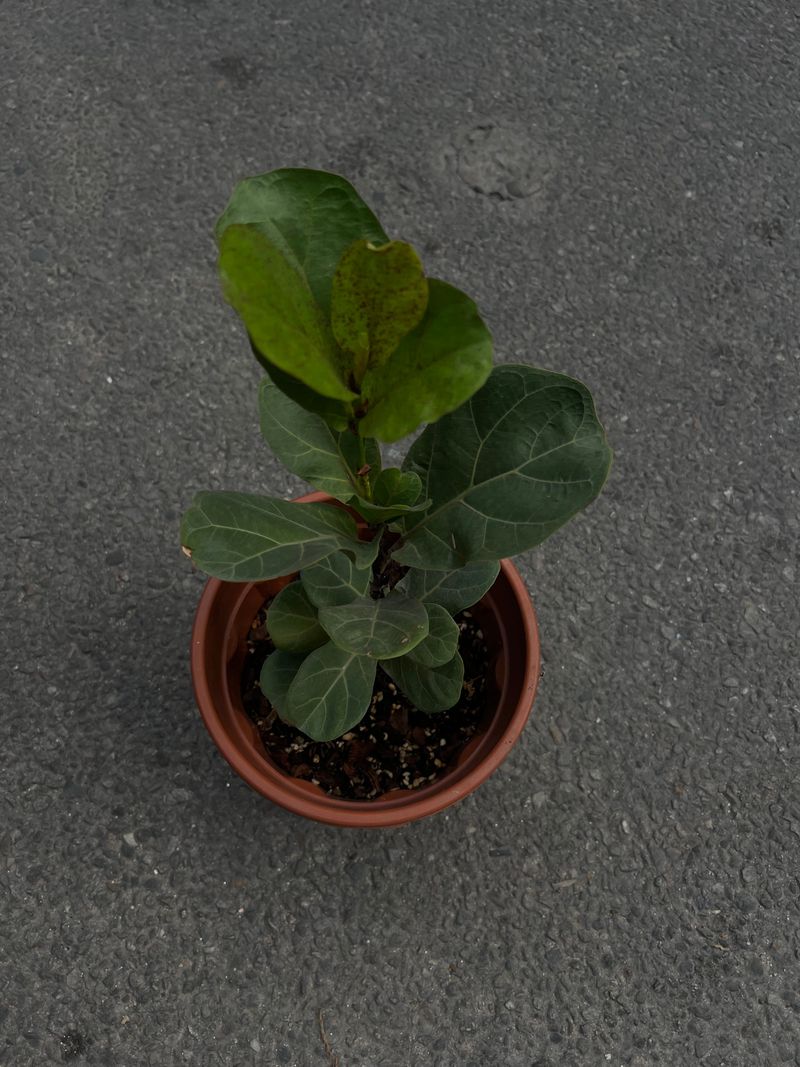 🌿 Fiddle Plant (Fiddle Leaf Fig)