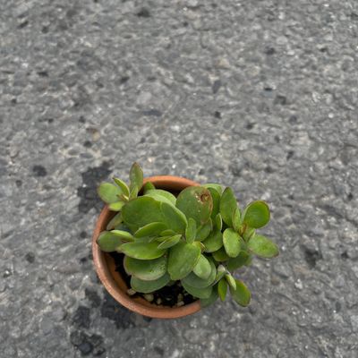 🌿 Glossy Crassula ovata (Jade Plant)