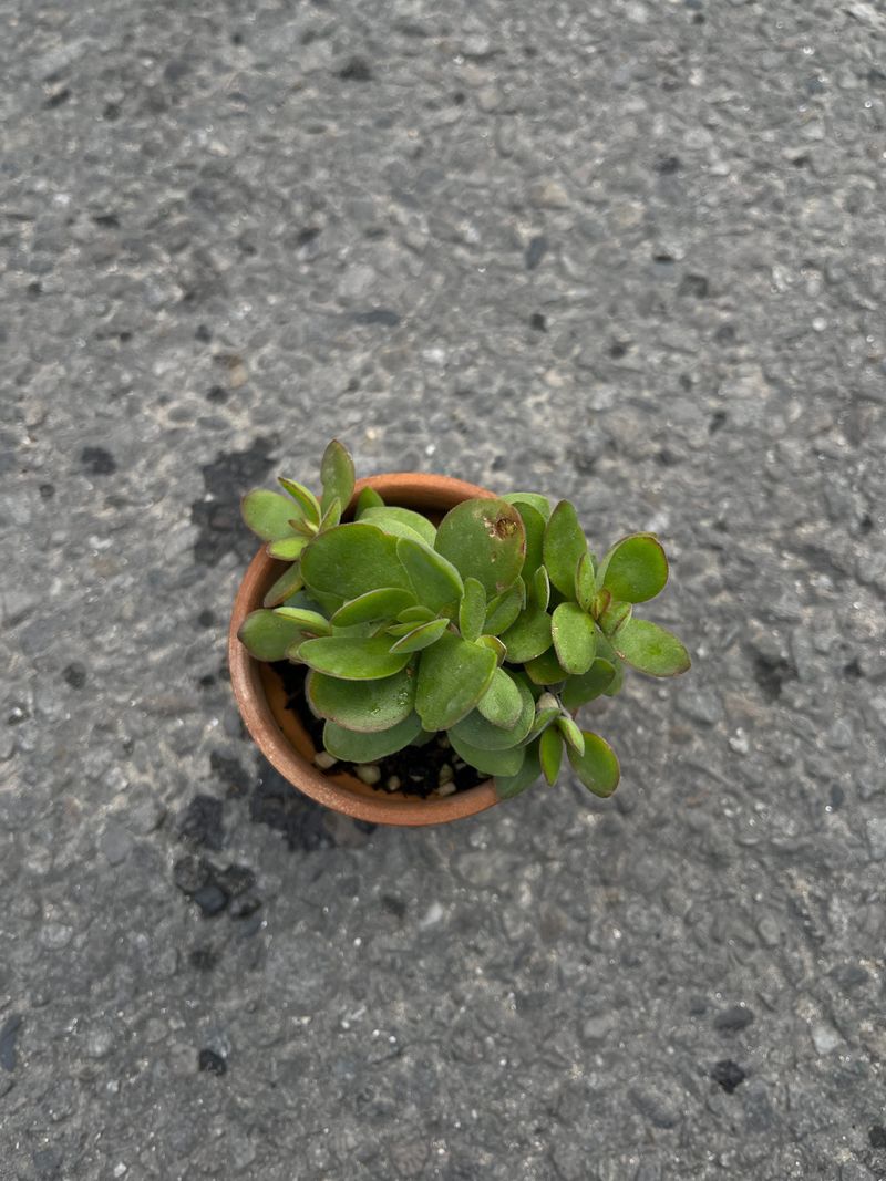 🌿 Glossy Crassula ovata (Jade Plant)