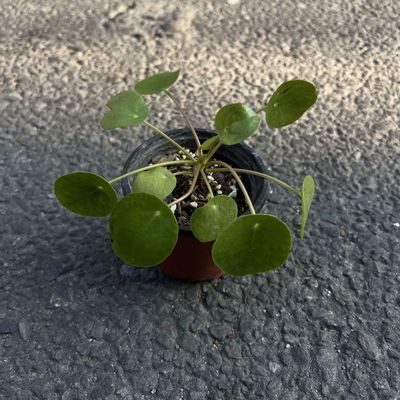 Coin Plant (Chinese Money Plant)