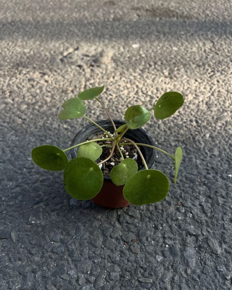 Coin Plant (Chinese Money Plant)