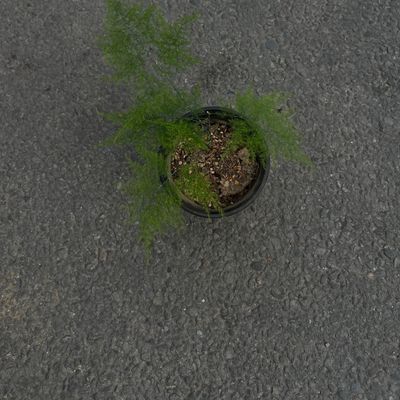 Lace Fern (Asparagus Fern) – Plant Guide 🌿