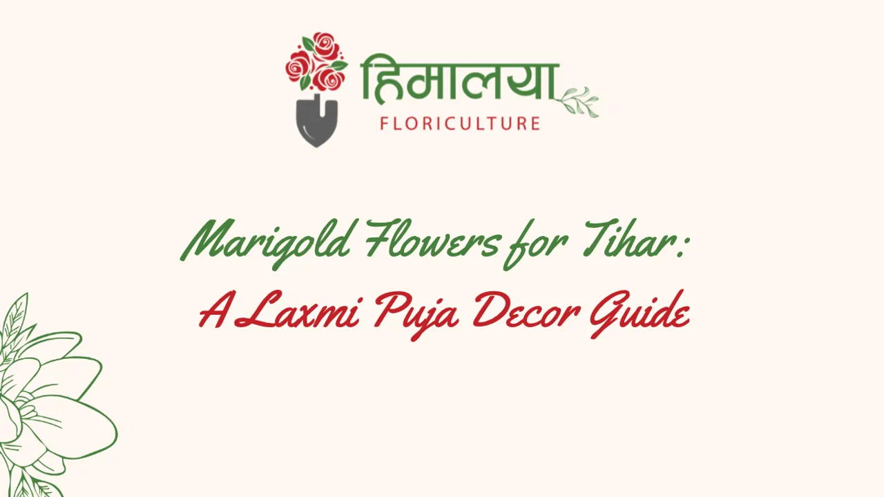 Marigold Flowers for Tihar A Laxmi Puja Decor Guide.png