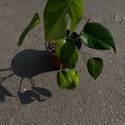 🌿 Monstera (Monstera Deliciosa)