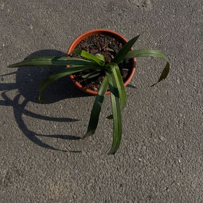 Orchid Plant (Orchidaceae) – Elegant Flowering Plant