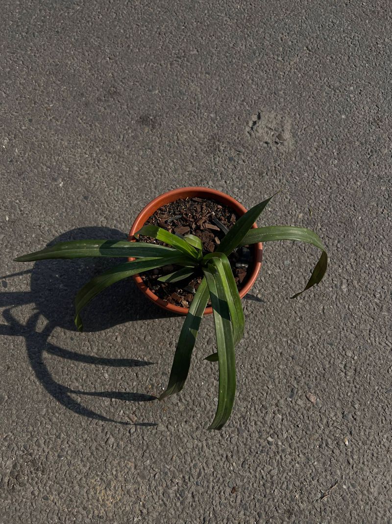 Orchid Plant (Orchidaceae) – Elegant Flowering Plant