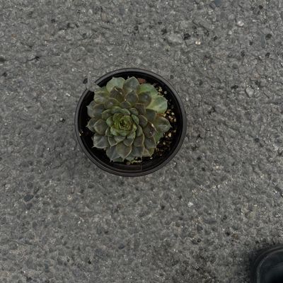 Rose Succulent Plant (Rosette Succulent)