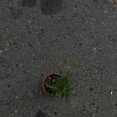 🌿 Rosemary Plant (often called “Rose Merry”)