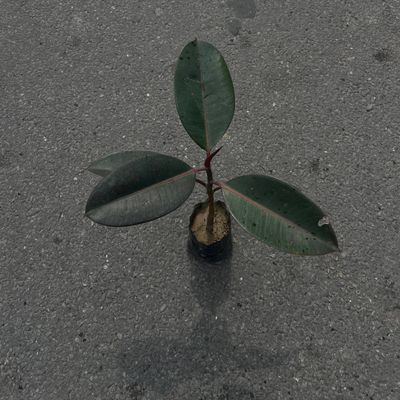 🌿 Rubber Plant (Ficus elastica) – Website Content