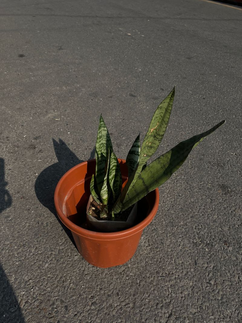 🌿 Snake Plant (Sansevieria / Dracaena trifasciata)