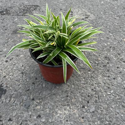 Spider Plant (Chlorophytum comosum)
