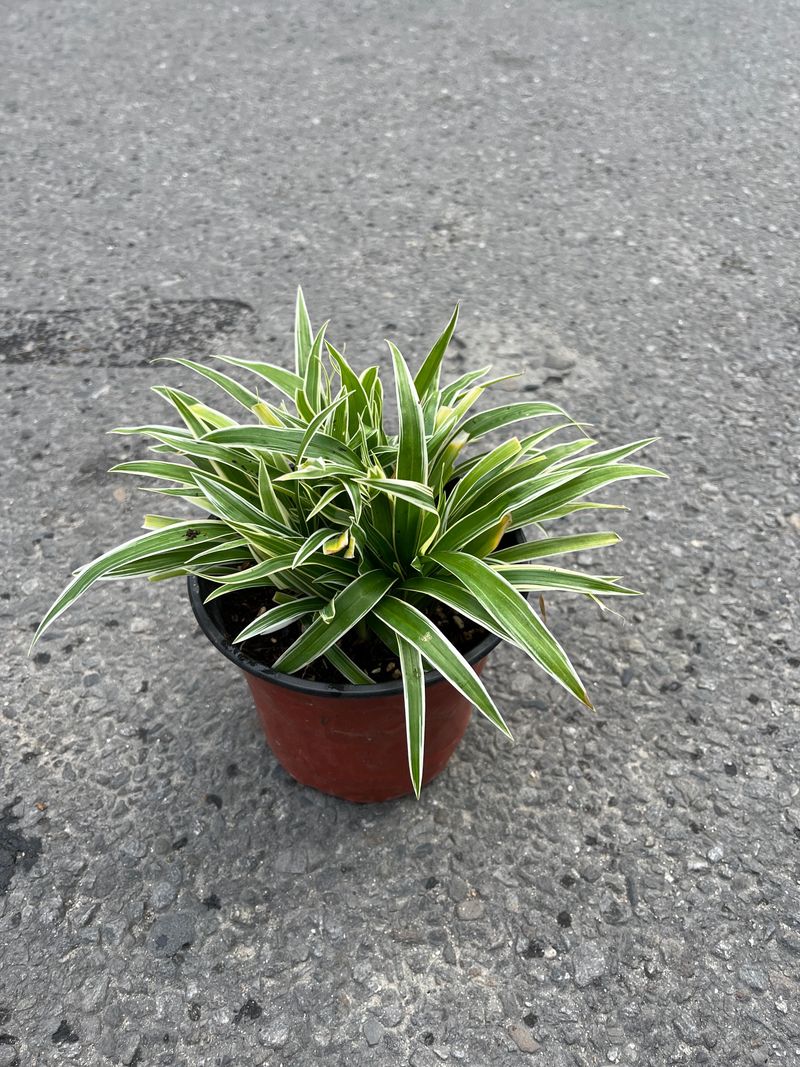 Spider Plant (Chlorophytum comosum)