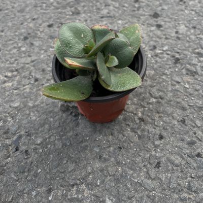 Peperomia Hope