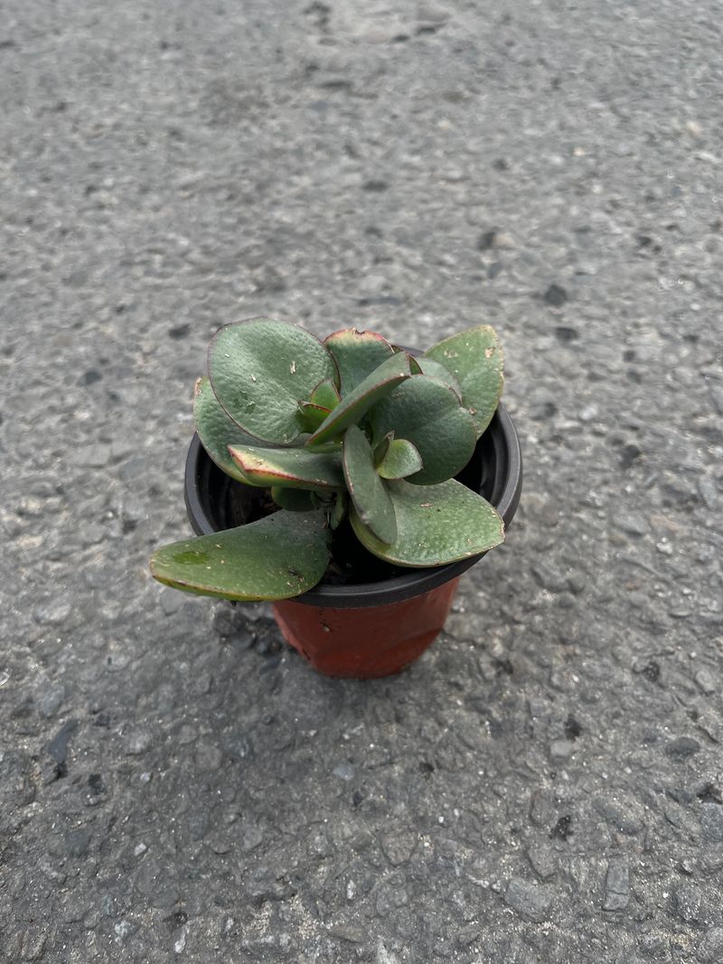 Peperomia Hope