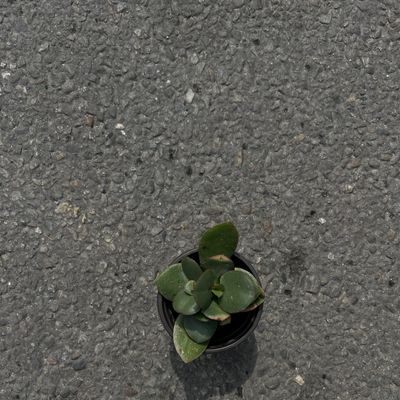 Jade Plant (Crassula ovata)