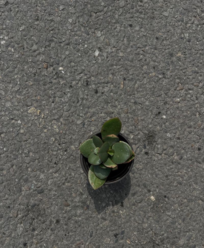 Jade Plant (Crassula ovata)
