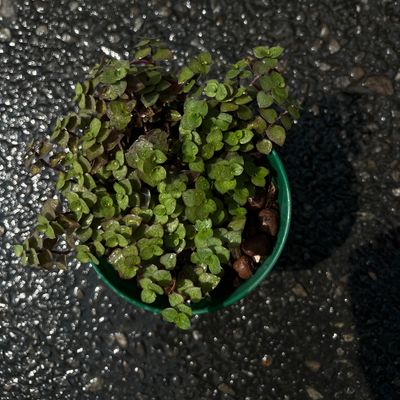 Turtle vine 