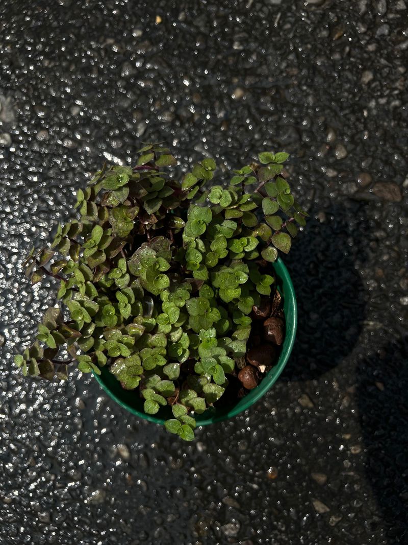 Turtle vine 