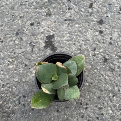 Crassula Ovata (succulent)