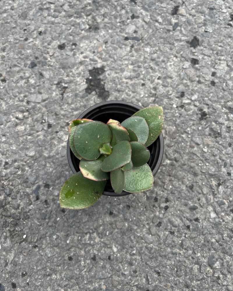 Crassula Ovata (succulent)